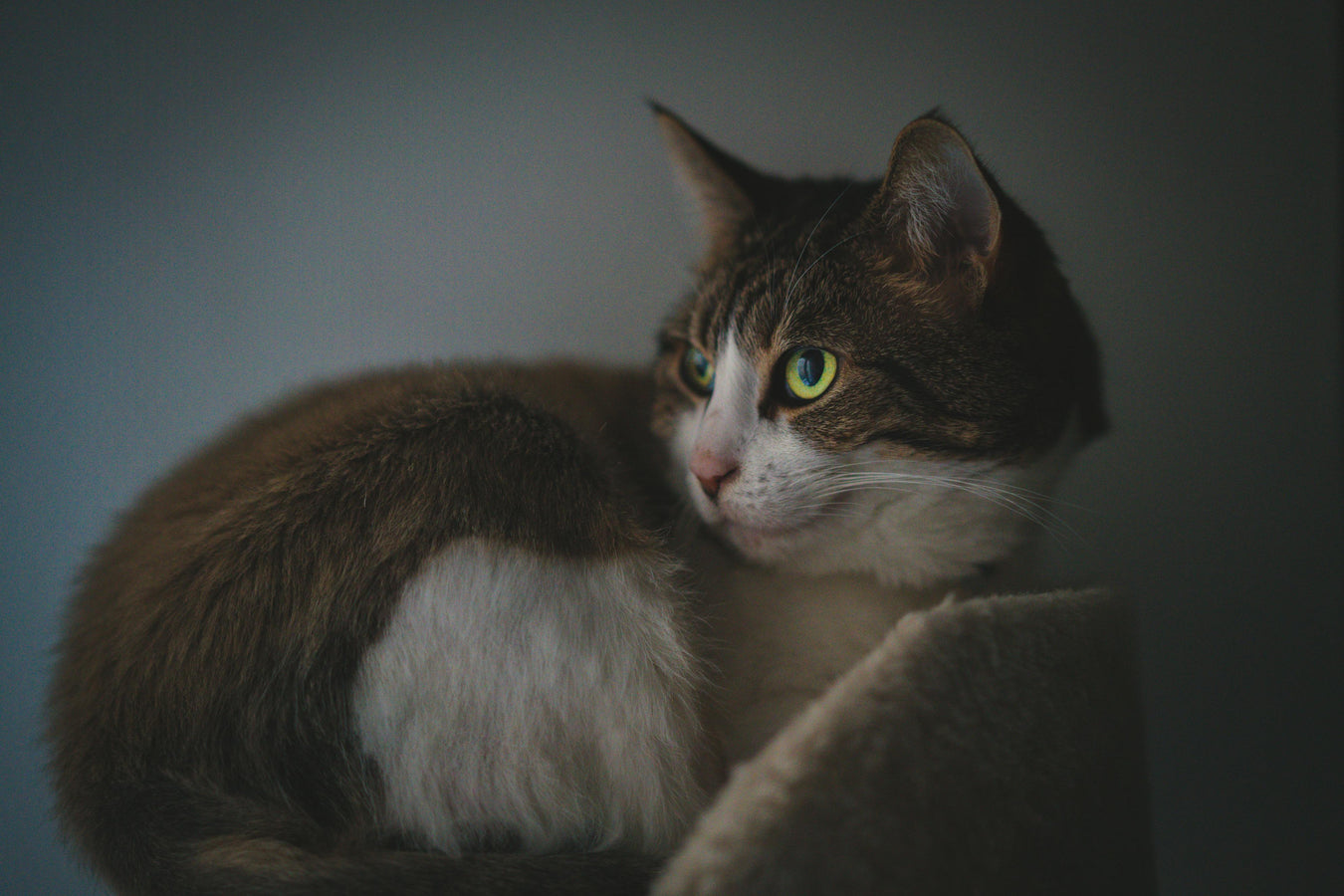 Purrrfect Purr-Pals